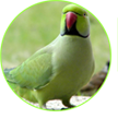 Criadouro Iguaçuano